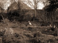 Letzter Märztag  Canham DLC 45; Apo Sironar-N 5.6/150, Foma Retropan 320@160