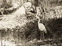 Der Reiher am Teich  Pentax 67II, SMC 4.0/200, Bergger Pancro 400@250