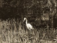 Zwischen Schwertlilien  Pentax 645N, SMC FA 2.8/150, Bergger Pancro 400@400