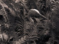 Der Reiher im Herbstfarn  Pentax 645N, 2.8/75, Gelbfilter, Bergger Pancro 400@800 - 10.10.2017 -