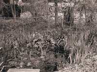 Teich mit Gross A`Thuin  Canham DLC 45; Apo Sironar N 5,6/150; Rollei IR 400/200 - 17.April 2008 -