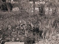 Teich mit Gross A`Thuin  Canham DLC 45; Apo Sironar N 5,6/150; Rollei IR 400/200 - 17.April 2008 -