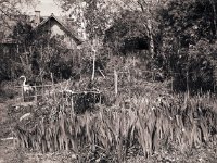 Schwertlilien vor dem Teich  Canham DLC 45; Apo Sironar N 5.6/150; Rollei IR 400/64 mit Cokin Rot 003