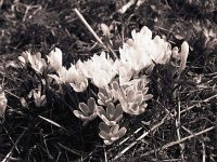 Krokus  Pentax 6x7; 4.0/200; Classsic Pan 400/320 - März 2005 -