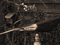 Kirschblüten und Windvogel  Fuji GW 690 III; Classic Pan 400