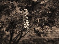 Goldregenrispe  Fuji GW 690 III; Classic Pan 400 - Mai 2003 -