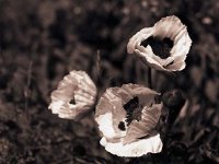 Perser Mohn  Pentax 6x7; 4.0/200; Rollei R3/200 - Mai 2005 -