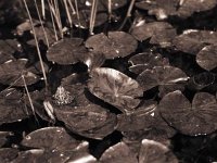 Frosch im Gartenteich  pentax 6x7; 2.4/105; Maco PO 100c / 64 ASA - Mai 2006 -