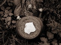 Scherbe mit Schnecken  Pentax SuperA, SMC 1.4/50, 400TX/250