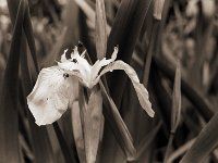 Schwertlilienblüte mit Besuchern  Pentax Super A, 4.0/45(67er), Efke KB100/64