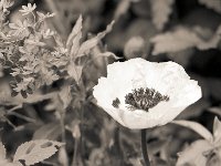 Perser Mohn  Pentax SuperA, Takumar Bayonet 2.5/135, APX 100/80