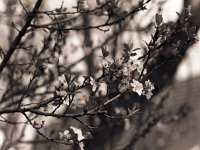 Pflaumenblüten  Pentax 6x7; 4.0/200; Adox CHS 100/64