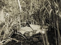 Teichfrosch  Pentax 67II, SMC Takumar 2.8/150, 400TX/250