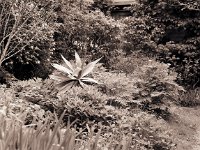 Agave  Pentax 645N, 2.8/150, 400TX/250