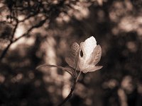 Feigenblatt im Frühling  Pentax 645N, 2.8/75, Gelbfilter, 400TX/250