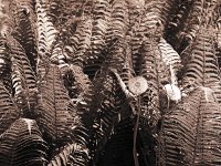 Pusteblumen und Farn  Pentax 645N, 2.8/75, Gelbfilter, 400TX/250