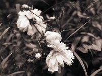 Päonienblüten  Pentax 645 N; 2.8/75; Rollei Retro 100 Tonal/80