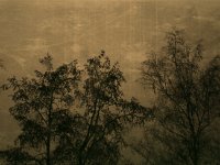 November Dämmerung  Pentax - 2015 - : Bäume, Fenster Ausblick, Garten Erlenstraße, Herbst, Himmel