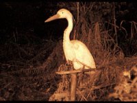 Falscher Reiher in der Nacht  Polaroid 3000AF, Adox CHS 100/100