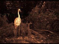 Herbstnacht mit Reiher  Polaroid 3000AF, Adox CHS 100/100