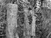 Erlenstümpfe mit Pilz  PENTAX K-3 Mark III Monochrome , HD Pentax - DFA* 1.4/50 SDM AW -15.02.2024 -