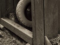Feder  PENTAX K-3 Mark III Monochrome, SMC PENTAX-FA 1.9/43 Limited  - 26.10.2024 -