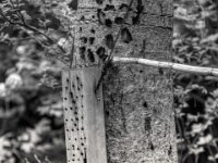 Insektenhotel  PENTAX K-3 Mark III Monochrome, Pentax Takumar/Bayonett 2.5/135 - 25.04.2025 -