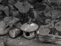Lampion und Veilchen  PENTAX K-3 Mark III Monochrome, HD PENTAX - DA* 2.8/16-50 ED PLM AW - 19.08.2025 -