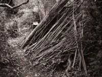 Zweige und Äste für die Gartennutzung  Fuji GW 690 III, Bergger Pancro400@200  - 12.03.2022 -