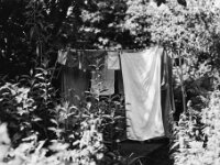 Wäsche im Garten  Pentax 67 II, SMC 2.4/105, Orange Filter, ADOX CHS 100 II   - 17.06.2025 -