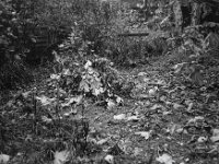Herbst mit Grünschnitt  Fuji GW 690 III, Adox CHS 100II  - 14.November 2ß24-