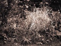 Zebragras  Fuji GW 690 III; Maco PO 100c - September 2004 -