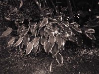 Hosta  Fuji GW 690 III; Maco PO100c - September 2004 -