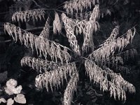 Essigbaum und Feige  Pentax 6x7; 2.4/105; R3/800; Gelbfilter - Oktober 2004 -