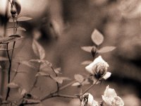 Rosenblüten  Pentax K2, 2.5/135 Takumar Bayonet, HP5+@250