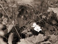 Japan Anemonenblüte  Pentax SuperA, 2.4/105 (67er), 400TX