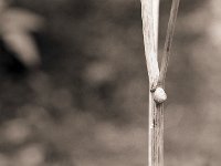 Die Schnecke am Halm  Pentax Super A, 2.4/105(67er), 400TX