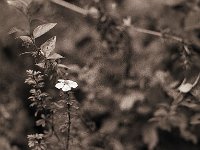 Herbstblüte  Pentax SuperA, 2.4/105 (67er), 400TX - 20.10.2012 -