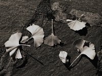 Ginkoblätter  Pentax LX, SMC 1.4/50;  APX 100/160