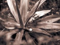 Der Sommer ist vorbei  Pentax LX, 2.5/135 Takumar Bayonet, Adox CHS 100/100
