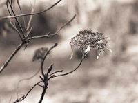 Hortensie, verblüht  Pentax 67II; 2.4/105; 400TX/250