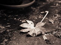 Herbstblatt  Pentax 645N; 2.8/150, Gelbfilter; 400TX/500