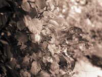 Der wilde Wein am Fenster  Pentax 645N, 2.8/75, Gelbfilter, HP5+/400