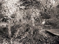 Herbstgarten mit falschem Reiher  Fuji GW 690 III, 400TX/400