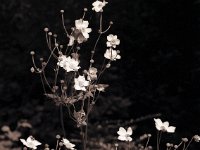 Japan Anemone  Canham DLC 45;  Apo Ronar 9.0/300, Kodak TXP 320/320