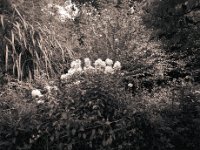 Phlox, Chinaschilf und Hibiskus  Canham DLC 45; Apo Ronar 9.0/300, Kodak 320TXP/640