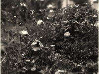 Ginko-Alpenrose-Mohn  ; Pentax 6x7; 4.0/200; Cube 400c - 5.6.2003 -