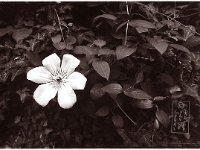 Clematis und Efeu  Contax 167MT; Planar 1.7/50; XP2