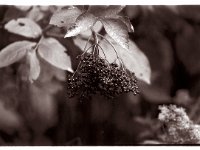 Holunderbeeren  EOS5; 2.8/80-200L; Delta 400 pro  - 1999 -