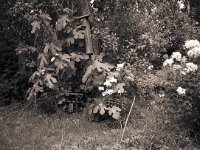 Feigenbaum  Chinon Auto 3001, Rollei Retro 100  - August 2011 -